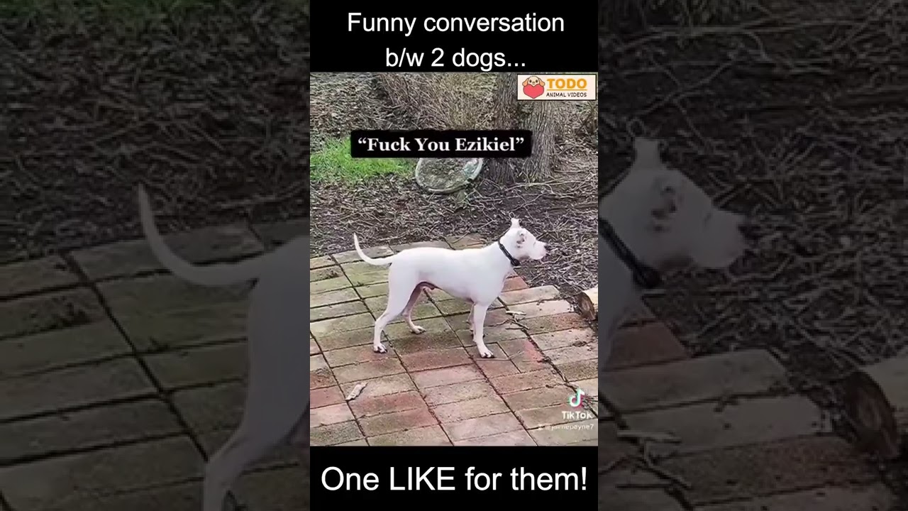 Funny conversation between two DOGS... LOL