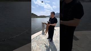 Loyal Dog Learns to Swim #shortsfeed