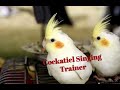 Teaching Cockatiel Happy birthday