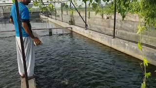 tilapia Thailand fish feed #video #fishingvideo #awanaquacultur