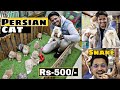 Pet shop in hyderabad   mushitube lifestyle