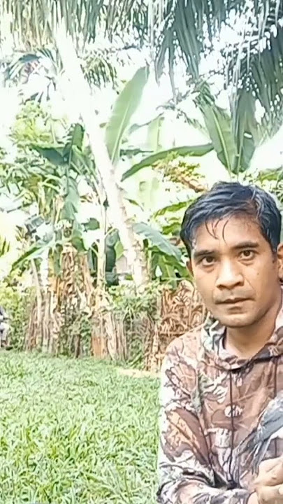 #burungkicau #anakan #sangking jinak nya tidak takut dengan orang yang lewat bosku,,,