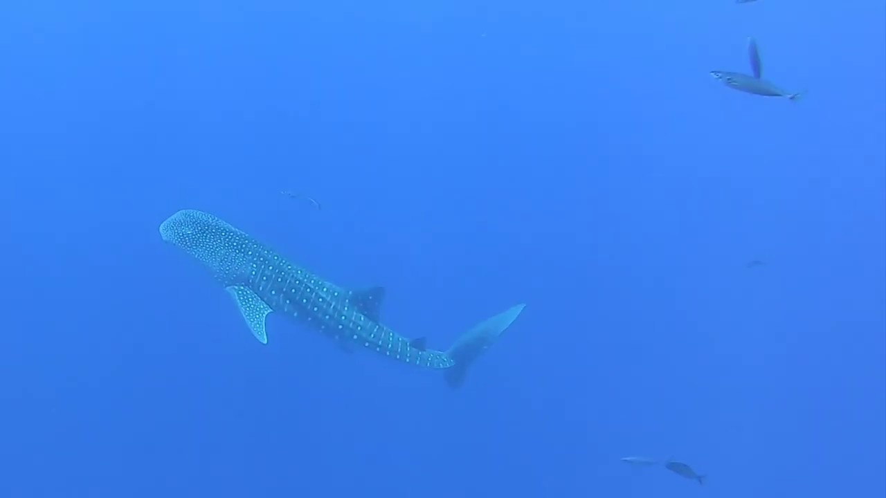 deep blue shark hawaii sighting deep blue shark hawaii sighting
