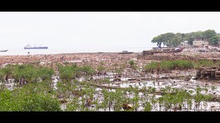Sierra Leone uses mangrove restoration in fight against climate change