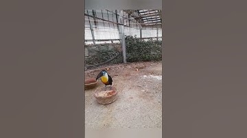 Unique Way of Toco Toucan Feeding #viral #beauty #birds #youtubeshorts