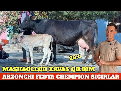 Ular fohishaning eshagini qollari bilan chozadilar Yaponiya jamoat transportida jinsiy aloqa