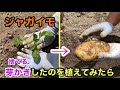 【芽さしジャガイモ】収穫！芽かきで捨てるはずの芽をそのまま植えてみるとどうなる！？　Harvest potatoes with sprouts that should be thrown away