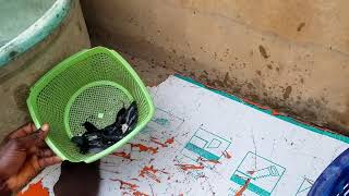 Delivery of Catfish Juvenile  To A Customer | Catfish Farming In Nigeria