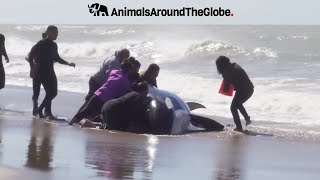 6 Amazing Orca Rescue Operations You Must Witness! #orca #wildlife #nature