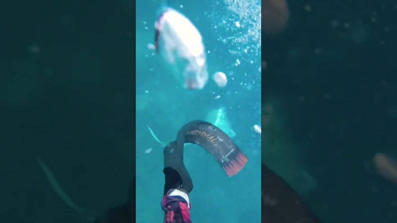 SHARKS ATTACKING my FISH 