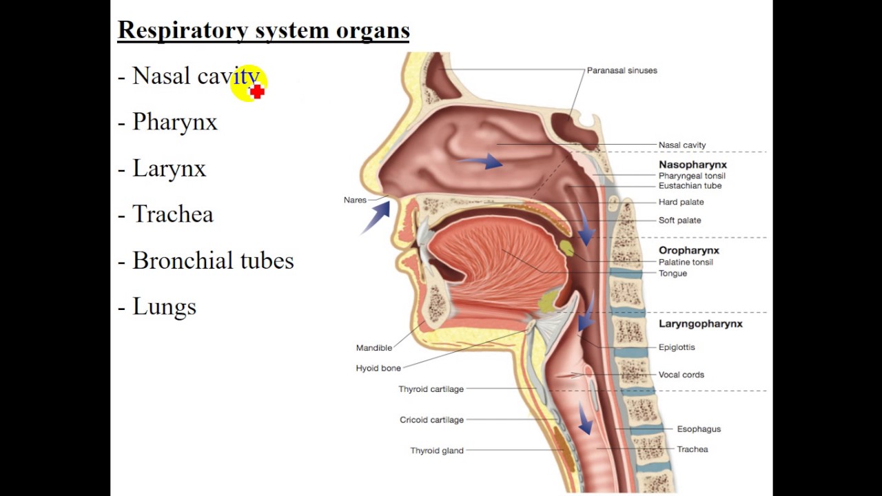 Term (Second)- dr. sameer -- Respiratory System (1)