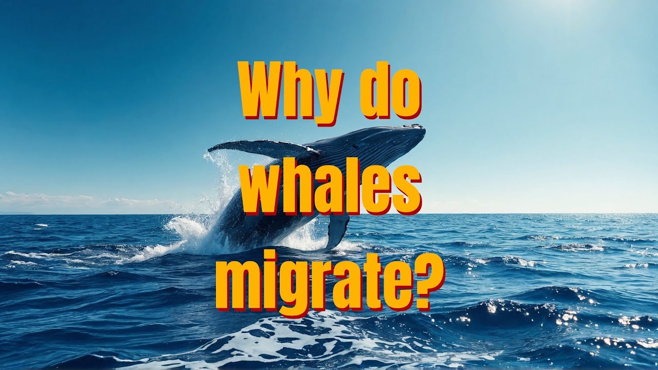 Why do whales migrate? | Science for Kids