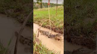 Amazing Crocodile Trap #shortvideo