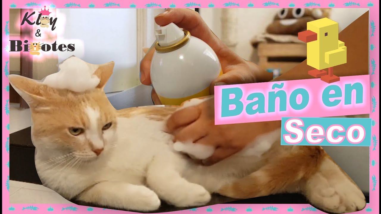Body POST- Operatorio para Gata Esterilizada👕♻️ Ropa para Gata - YouTube