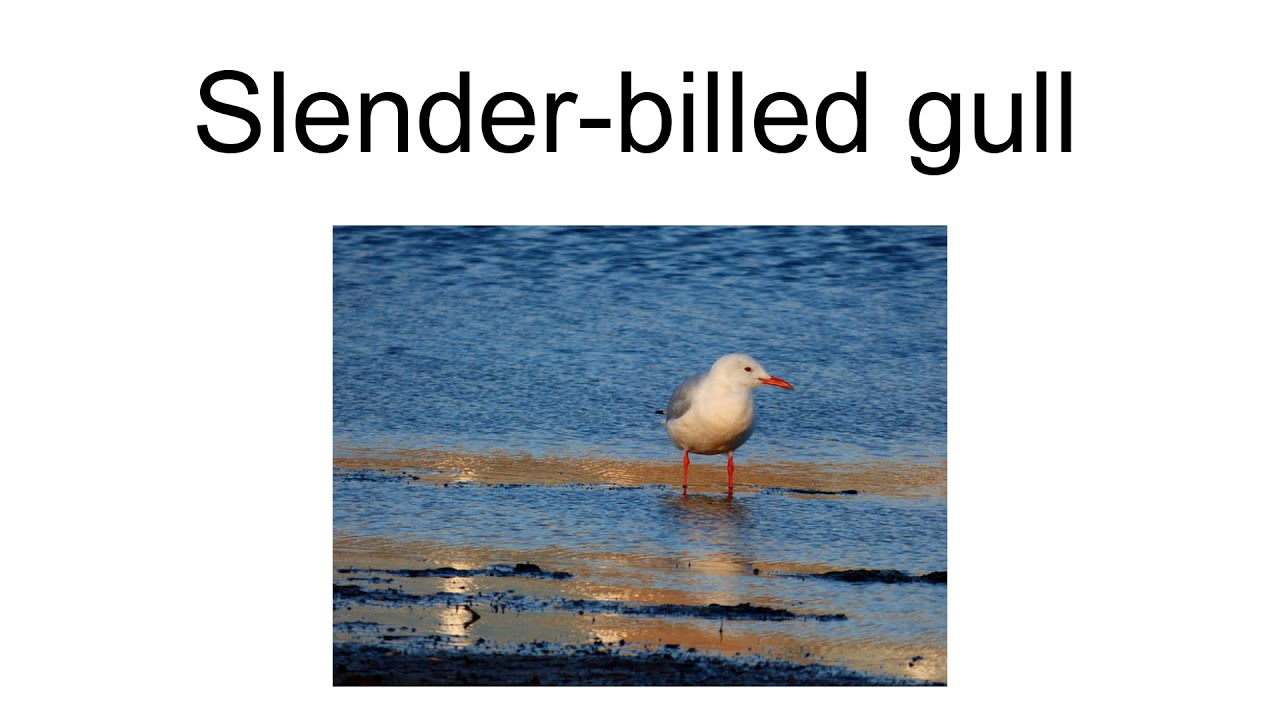 Slender-Billed Gull