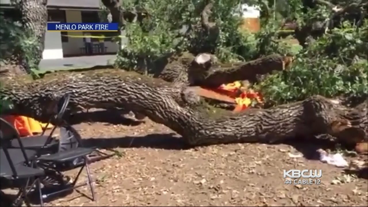 Family of Toddler Injured by Falling Tree Branch on Campus Sues Menlo ...