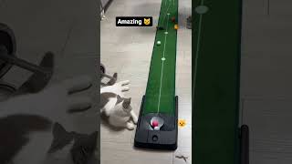 Cat New  cat cst Trend catvdhort Deeds