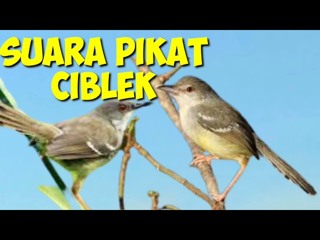 suara pikat burung ciblek kejepit terbukti ampuh langsung nempel class=