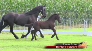 Timo R. - Bartele X Beart