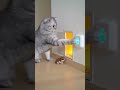 A Normal Wall Hiding Something Strange 🐾🧱#cat #shorts