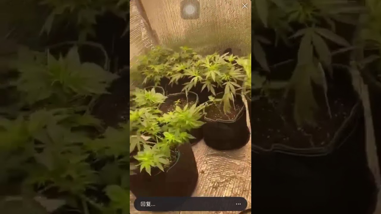 2020 the best led grow light GeekBeast Pro Videos shown by customers