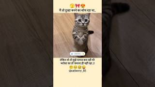 मै तो #dulha बनने का #soch #cute #cat #funny #viral #comedy #pagal #love #funny #shorts #shortsfeed