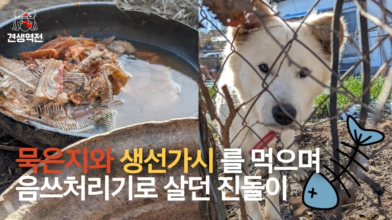 생선가시와 묵은지를 먹으며 음쓰처리기로 살던 강아지 진돌이 #견생역전_진돌이