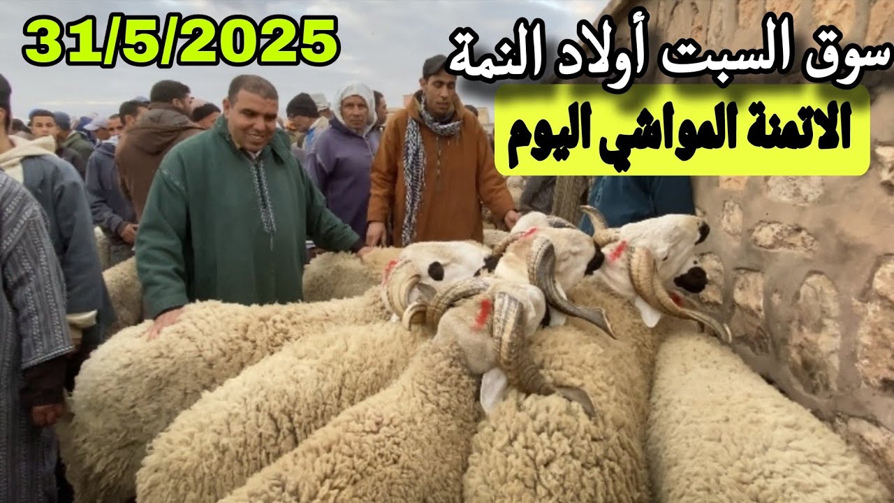 سوق السبت أولاد النمة إقليم الفقيه بن صالح 31/5/25 مع تمن الحولي و الحولية و النعجة 🐑🐑🇲🇦