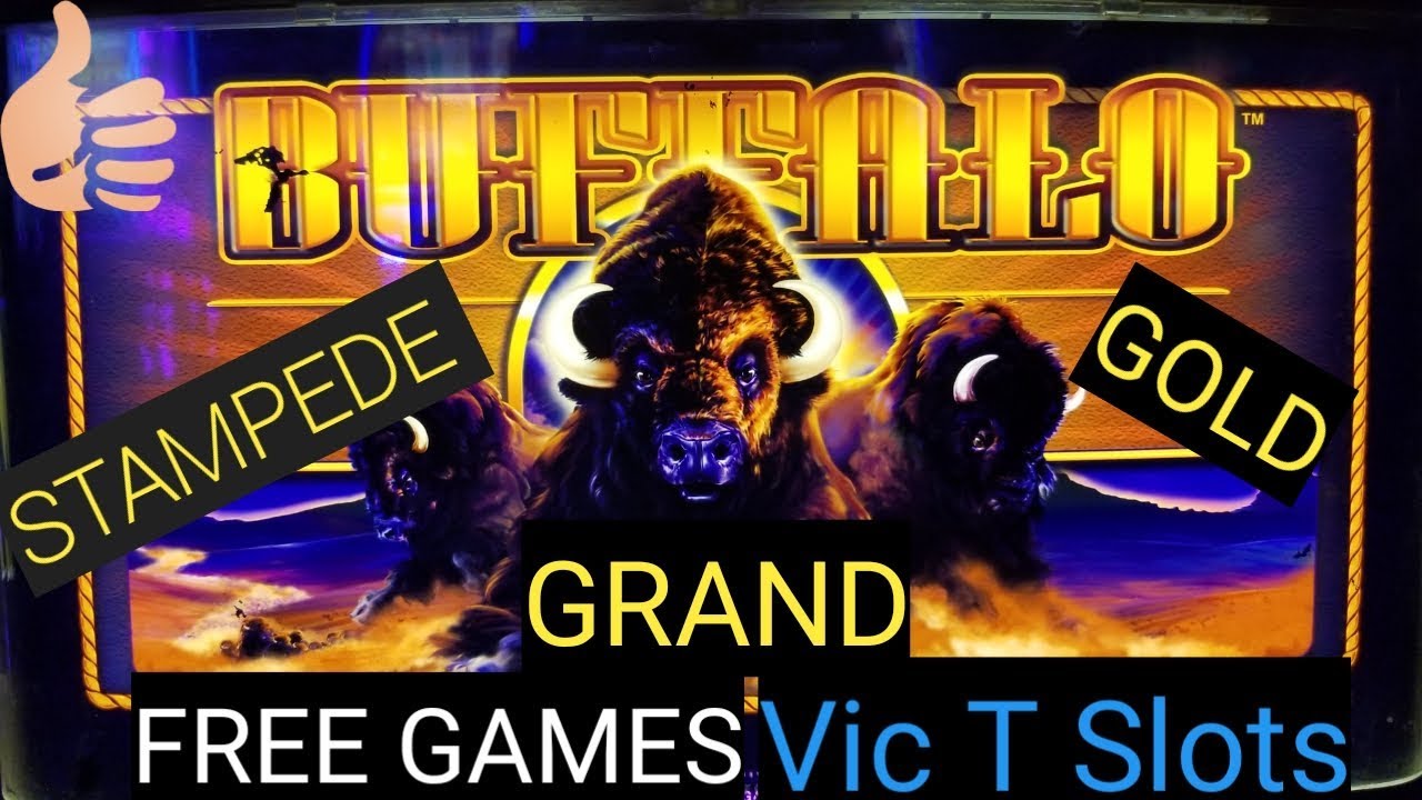 BUFFALO STAMPEDE, GOLD AND GRAND!!