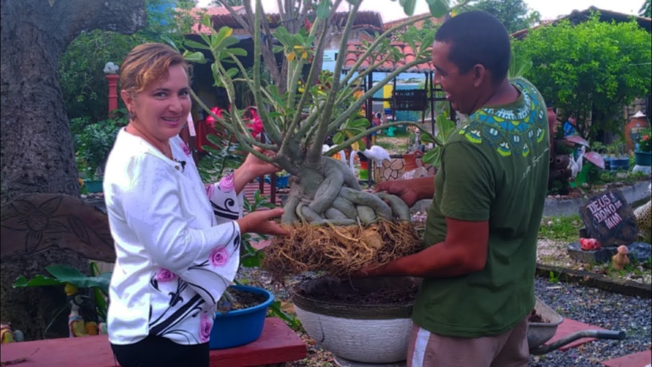 LEVANTAMENTO DE CAUDEX DE UMA ROSA DO DESERTO ADULTA - thptnganamst.edu.vn