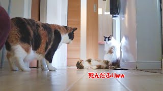 先住猫に怒られた子猫が可愛すぎました by おまきねこ 1,245 views 2 weeks ago 1 minute, 24 seconds