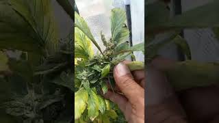 Green house Episode 3 #hightimesmagazine #hightimes #weedgirls