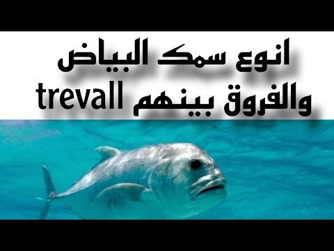 سمك البياض مكان صيد سمك البياض