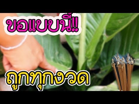 ความลับ!! เศรษฐีวิลสันต้องขอแบบนี้รับรองถูกทุกงวด l lovely home
