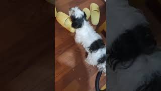 Reverse sneezing of a shihtzu