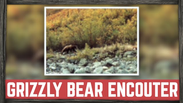 SCARY GRIZZLY BEAR ENCOUNTER | BILLY RIOUX ADVENTURER - YouTube