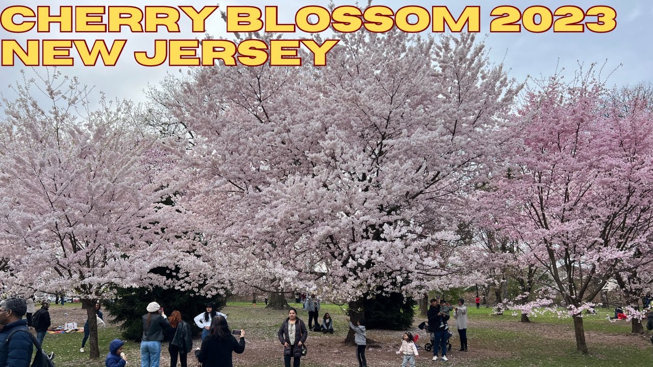 Cherry Blossom 2023 at Branch Brook Park Newark New Jersey Spring