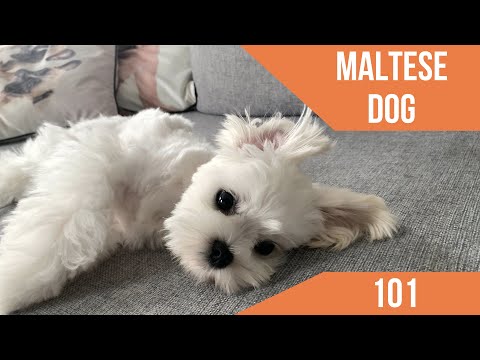THE MALTESE DOG 101 🐶 CARE AND CHARACTERISTICS