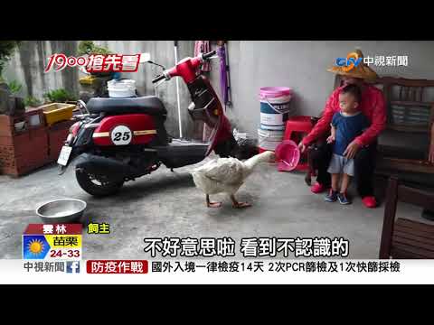 家有惡鵝! "狂啄"陌生人 飼主PO文:別靠近│中視新聞 20211002