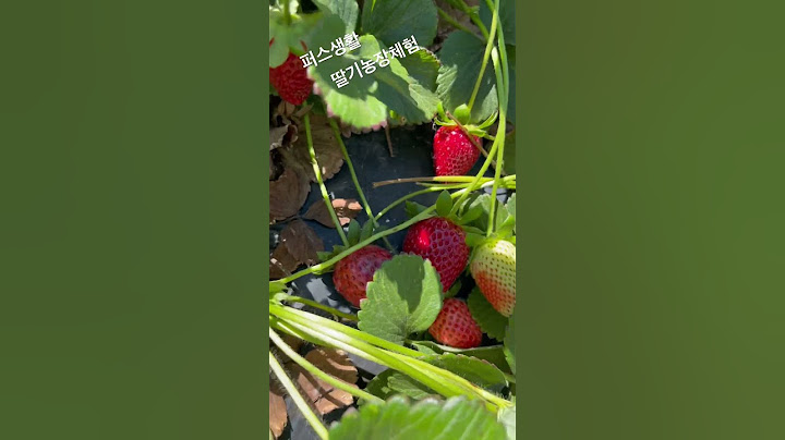 퍼스생활 #딸기농장체험 #perthlife #pickyourown #strawberry