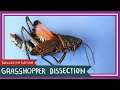 Grasshopper Dissection || It's a Bird, It's a Plane [EDU]