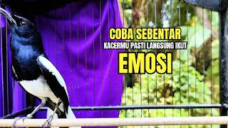 Suara Burung KACER GACOR Ngeplong memanggil Lawan ampuh bikin Kacer Manapun Seketika ikut Konslet