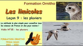 Oiseaux de France 35 - Limicoles 9 : les pluviers