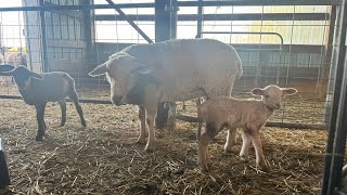 How to Dock a Lamb’s Tail