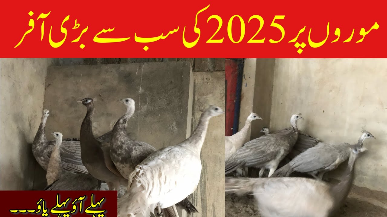 2025 biggest offer on peacock | Opal,Java and blue shoulder peacock | Birds Market Rawalpindi