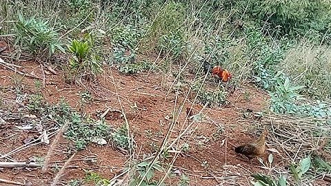 Bẫy gà rừng chiều 22.02.2022 được con bổi già