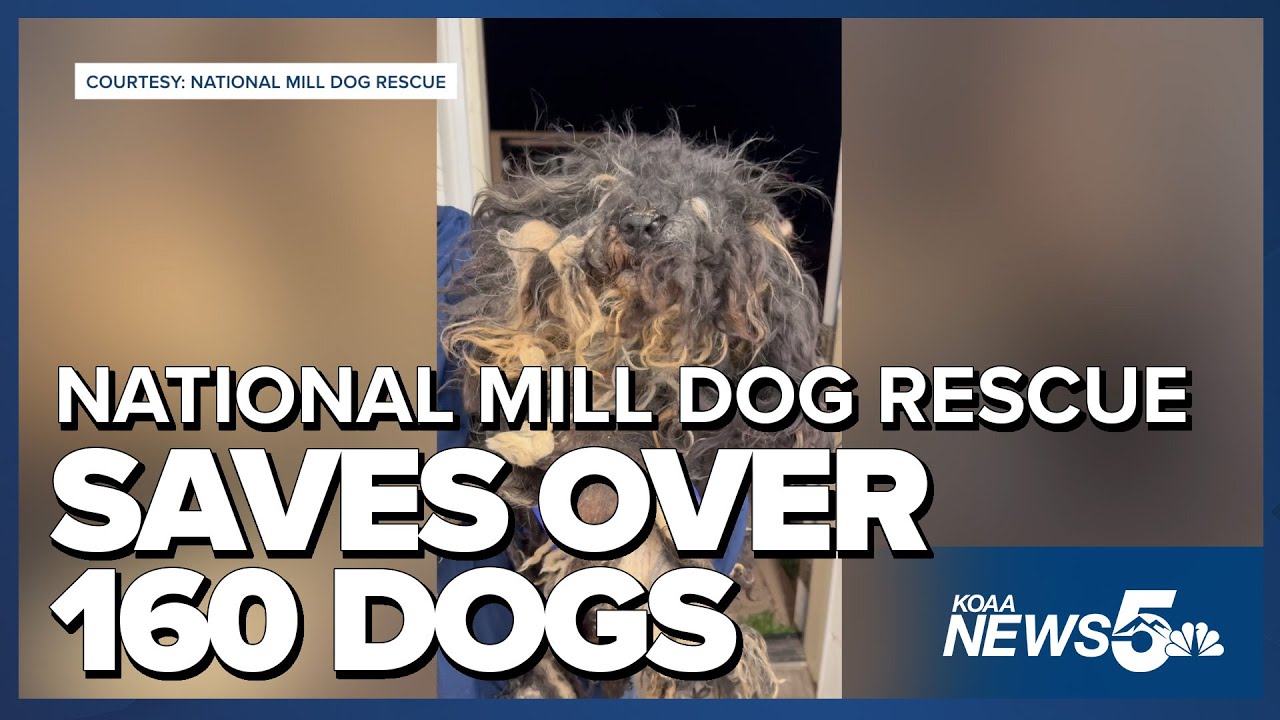 More than 160 dogs rescued in Colorado during animal cruelty ...