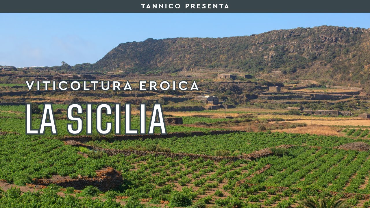 La Sicilia, sfida al Mediterraneo | Tannico