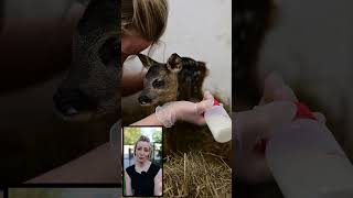 Małe sarny  #animalhelp #zwierzaki #animals #ciekawostki #wildlife #zwierzęta #deer #las