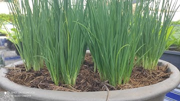 Cách trồng hành lá nở bụi to nhiều cây con , hành không bị sâu ống lá không bị gãy | Khoa Hien 651